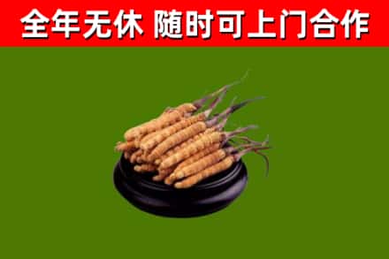 庆阳市回收冬虫夏草